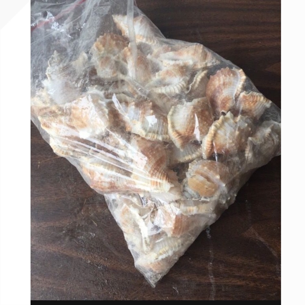 Natural Sea Conk Shells 2lb Bulk Bag Beach Decor Crafting Supplies
